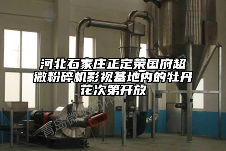 河北石家庄正定荣国府香蕉视频网站免费观视频影视基地内的牡丹花次第开放